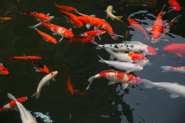 纯白色锦鲤怎么样?