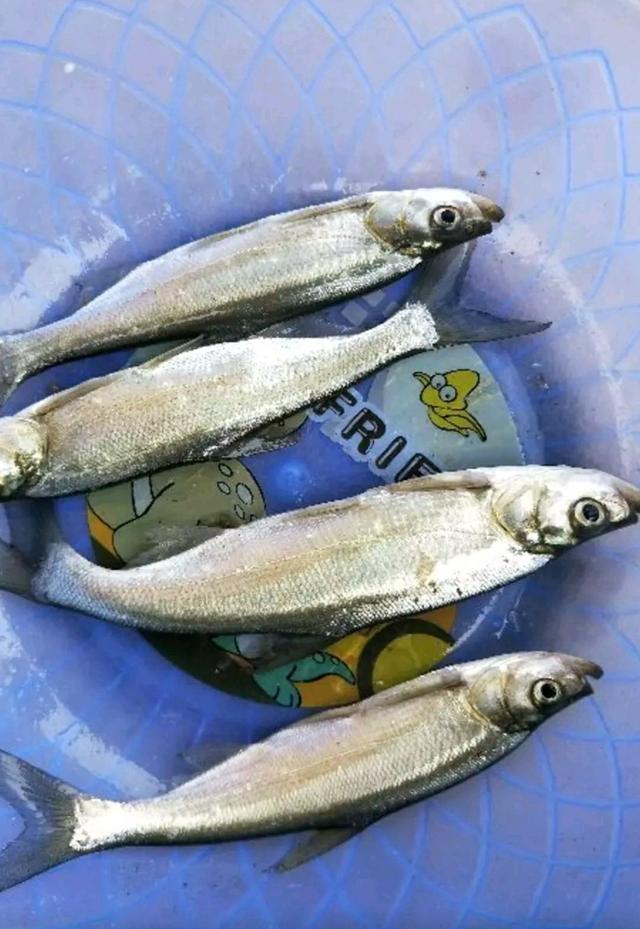 鱼类小百科之白鱼_钓鱼知识_爱钓鱼