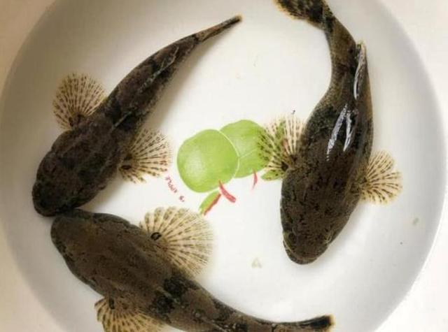 十大最好吃的淡水鱼有哪些_钓鱼知识_爱钓鱼