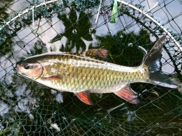 十大最好吃的淡水鱼有哪些_钓鱼知识_爱钓鱼