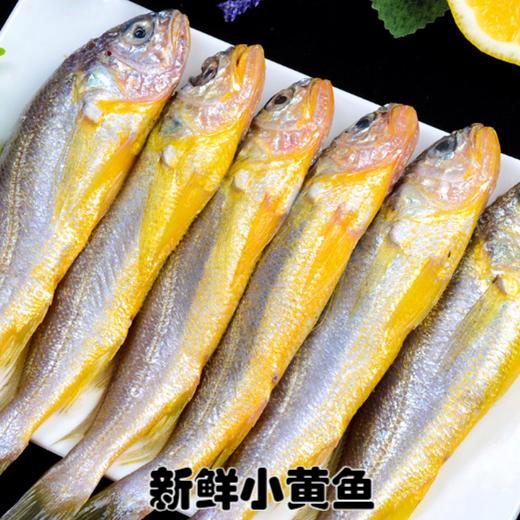 梅童鱼和小黄鱼的区别_钓鱼知识_爱钓鱼