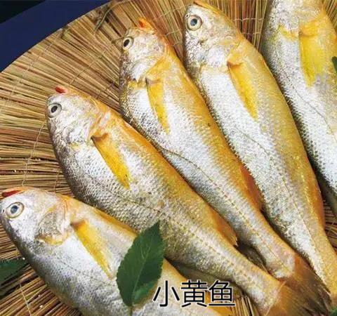 梅童鱼和小黄鱼的区别_钓鱼知识_爱钓鱼