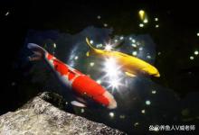 关于锦鲤的配对繁殖