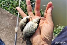 会调漂不一定就能钓到鱼，出现这三种情况，不调漂也能钓上鱼