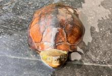 大头草龟：是真实存在的生物，还是一场骗局？