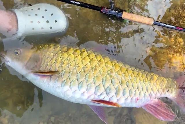 广西男子钓获近一米长"青竹鱼王",思索后还是选择