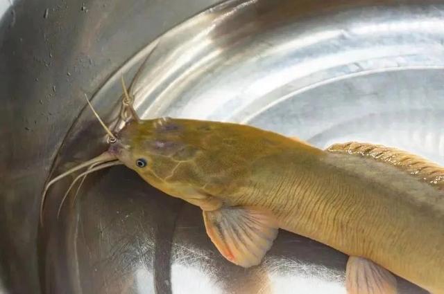 最"委屈"的鱼,只因长得像埃及塘鲺,常被人误认为是"垃圾鱼"_钓鱼知识