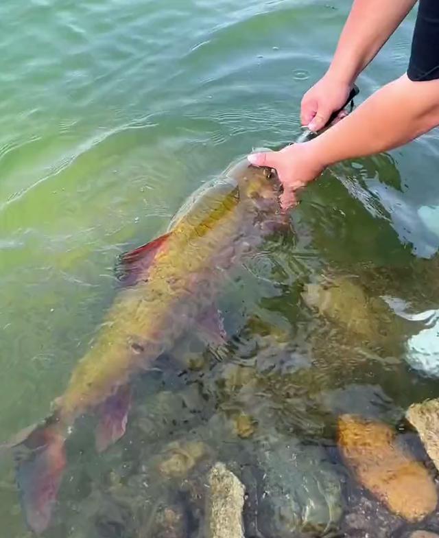 广西男子钓获近一米长"青竹鱼王",思索后还是选择放生_钓鱼知识_爱