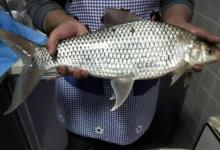 一斤鲮三斤草，老钓友分享钓土鲮的方法和技巧