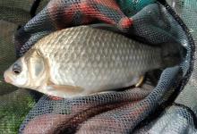 冬季野钓鲫鱼，窝料的使用和打窝技巧