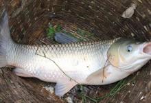 垂钓草鱼常用的三种鱼钩