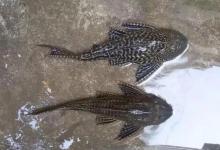 五种入侵我国的“流氓鱼”，钓到抓到要无害化消灭，不可放生