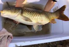 钓鱼多年10斤的鱼都没钓过？别老说资源不好，会钓才是关键