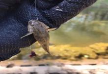 一种不用鱼钩就能钓到的鱼，小时候一天能钓好几斤，如今很少有了