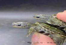 魔眼草龟，只知道它黑，会影响视力吗？