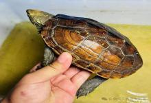 为什么草龟不少人觉得难养，而龟厂却能大量繁殖？