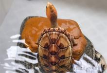 环境和龟粮，哪个才是影响龟发色的主要因素？