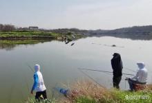 春季野钓鲤鱼、大鲫鱼，饵料这样搭配很管用