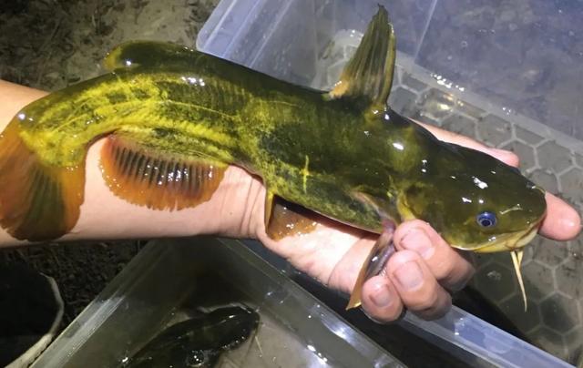 野钓黄辣丁的三种"绝杀饵料",黄辣丁一钓一个准_钓鱼知识_爱钓鱼