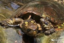 春醒龟殇，是多少养龟人的梦魇与挑战