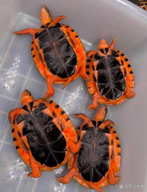 金钱龟在家养吉利吗?