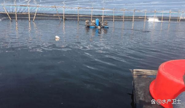 南美白对虾肌肉白浊怎么治疗?对虾肌肉白浊是什么引起?教你解决_养殖技术_爱钓鱼