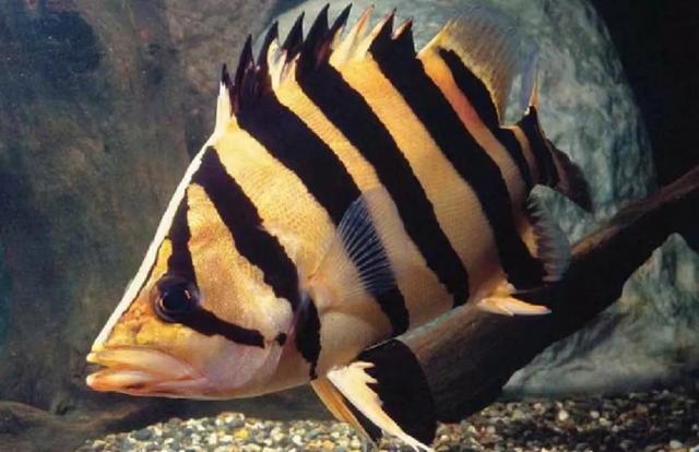 想要养好泰国虎鱼你得知道这几点