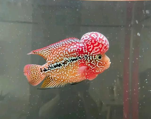 "头顶大包"的罗汉鱼,为什么可以跟人如此亲密?