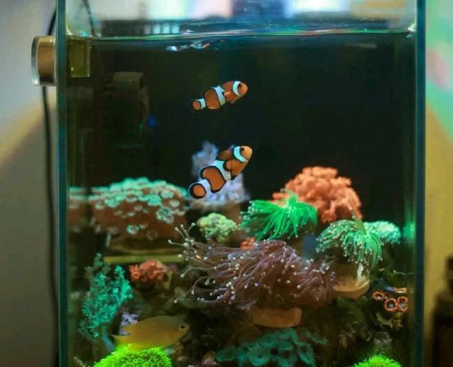 海里的"珊瑚礁明星"小丑鱼,你知道怎么在家饲养吗?