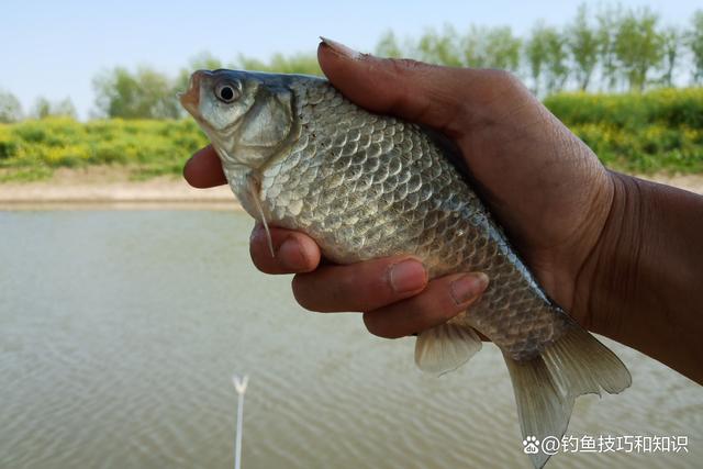 春季鱼上滩的5个规律,钓鲫鱼和鲤鱼都适用_钓鱼知识_爱钓鱼
