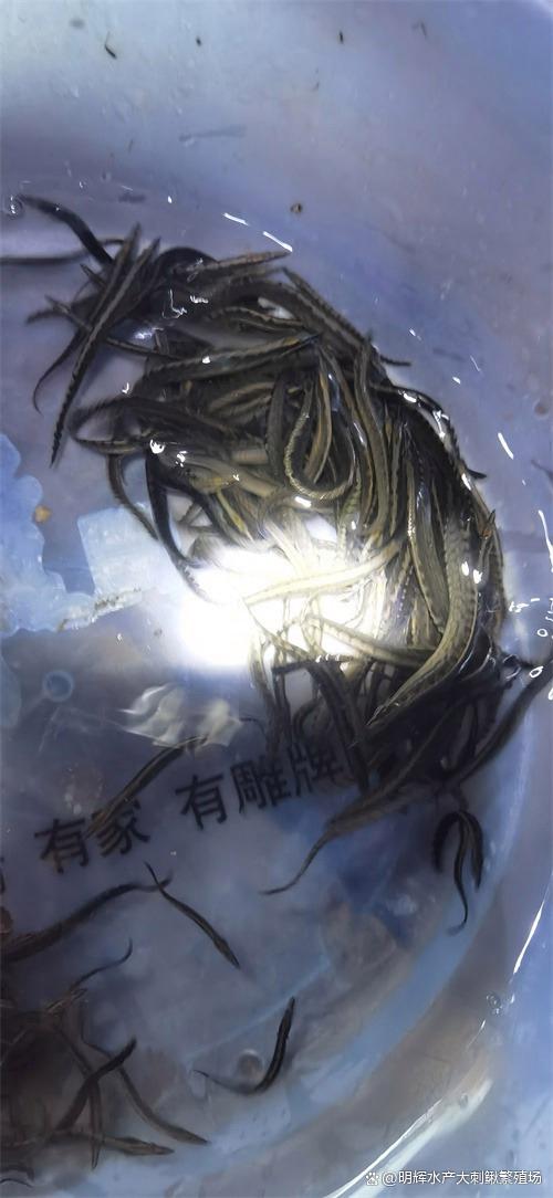 中华刺鳅鱼苗科学养殖方法