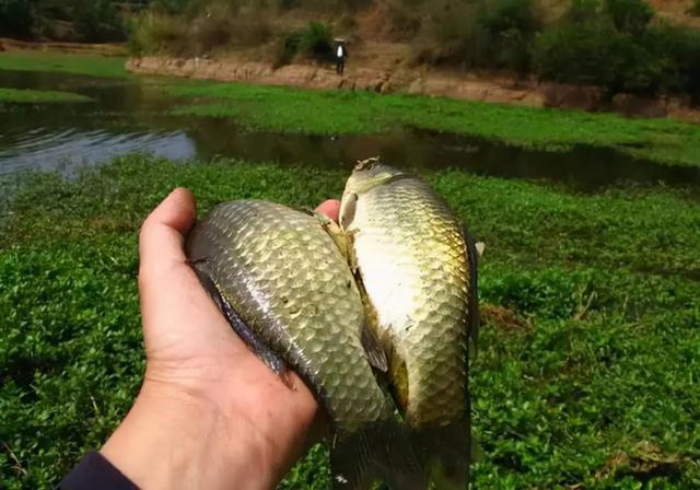 别听别人忽悠了!加藿香正气水钓鱼没有效果,甚至还起反作用