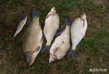 遇到走漂就不钓了？4种简单钓法，最适合活水钓大鱼