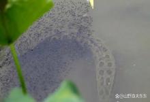 夏季荷塘钓黑鱼需要掌握4个技巧，上鱼妥妥的好