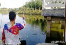 鲫鱼不咬钩，需要弄清楚五个原因，大鲫鱼连竿上