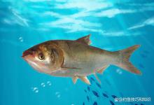 钓鲢鳙时有口不中鱼的4个原因和应对办法