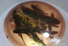 他们用蚯蚓打窝，爆钓黄辣丁，一晚上几十条、又大又肥