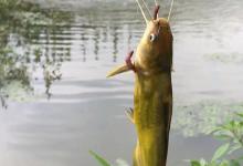 野钓黄辣丁，该选哪种鱼钩好？在这三种里面选，错不了