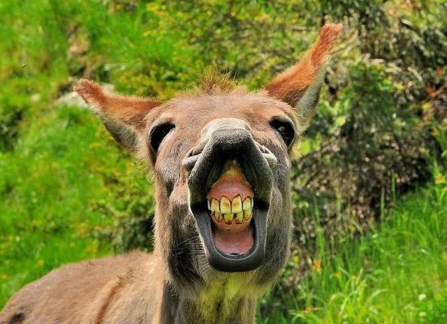 为什么叫"钓界驴大嘴"?