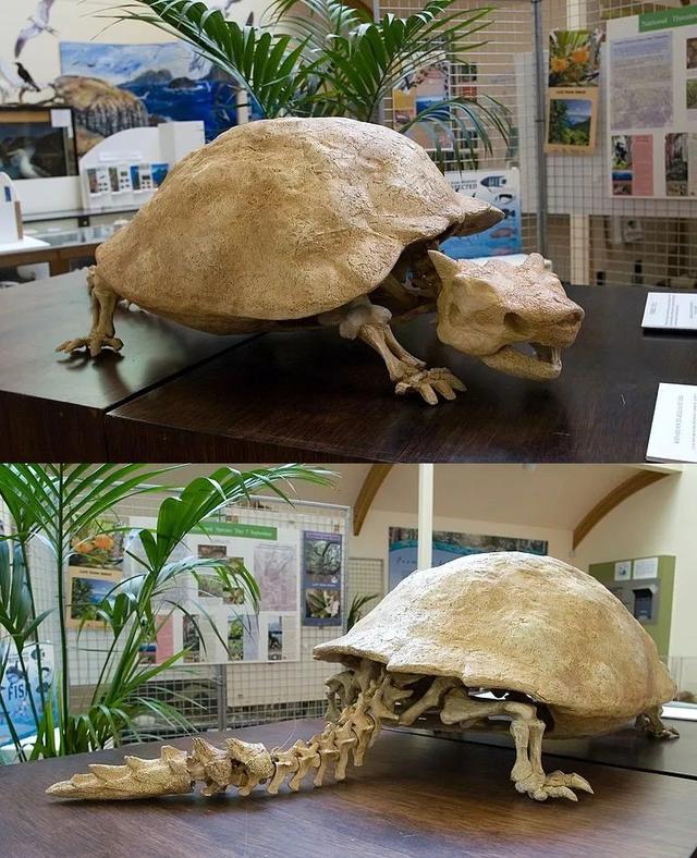 牛那么大的巨龟,难道是被我们吃光的?