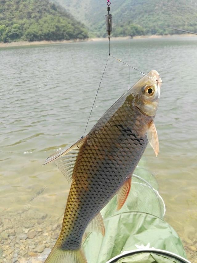 鲮鱼嘴巴小而硬,因此建议选择细条,钩尖锐利的小号鱼钩,配合柔软度