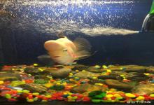 鱼缸内的耗氧大户，是鱼还是硝化细菌？