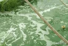 鱼塘水浓水绿怎么办呢？鱼塘水色过浓，首要解决藻类问题