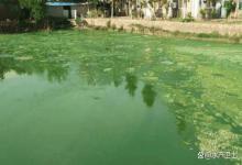 池塘有蓝藻可以用磷肥吗？池塘有蓝藻能肥水吗？千万别踩坑