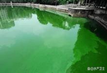 鱼塘水浓水绿可用芽孢杆菌杀菌吗？鱼塘藻类问题怎么解决？纯干货