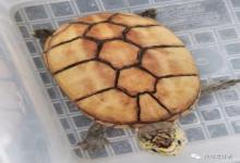 迷你萌宠了解下！这些巴掌大的宠物龟，萌翻你的小心脏