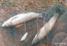 玉米窝饵料配方汇总：野钓大鱼，怎么也要备上一种