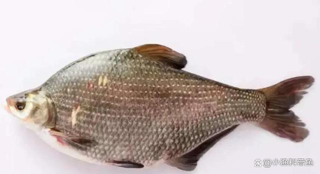 鳊鱼能长多大?钓友:我钓的10斤都排不上号,最大的那条颠覆认知