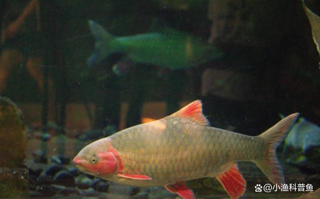 红脸青鱼!云南抚仙湖的"粉红精灵",价格高昂,真这么贵吗?