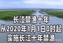 长江十年禁渔显成效，黑压压全是鱼群，网友表示：喜忧参半！